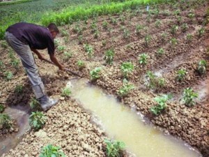 algerie-agriculture